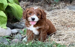 Cavapoo dogs for sale: Barbie - Image 2