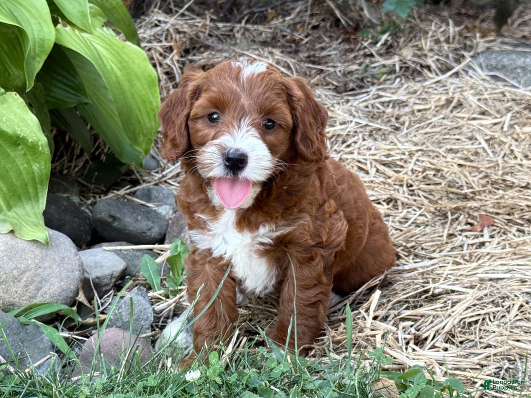 Cavapoo dogs for sale: Barbie - Image 2