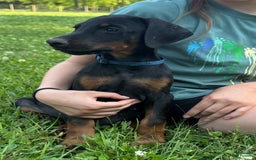 Doberman Pinscher dogs for sale: Mr. Blue - Image 2