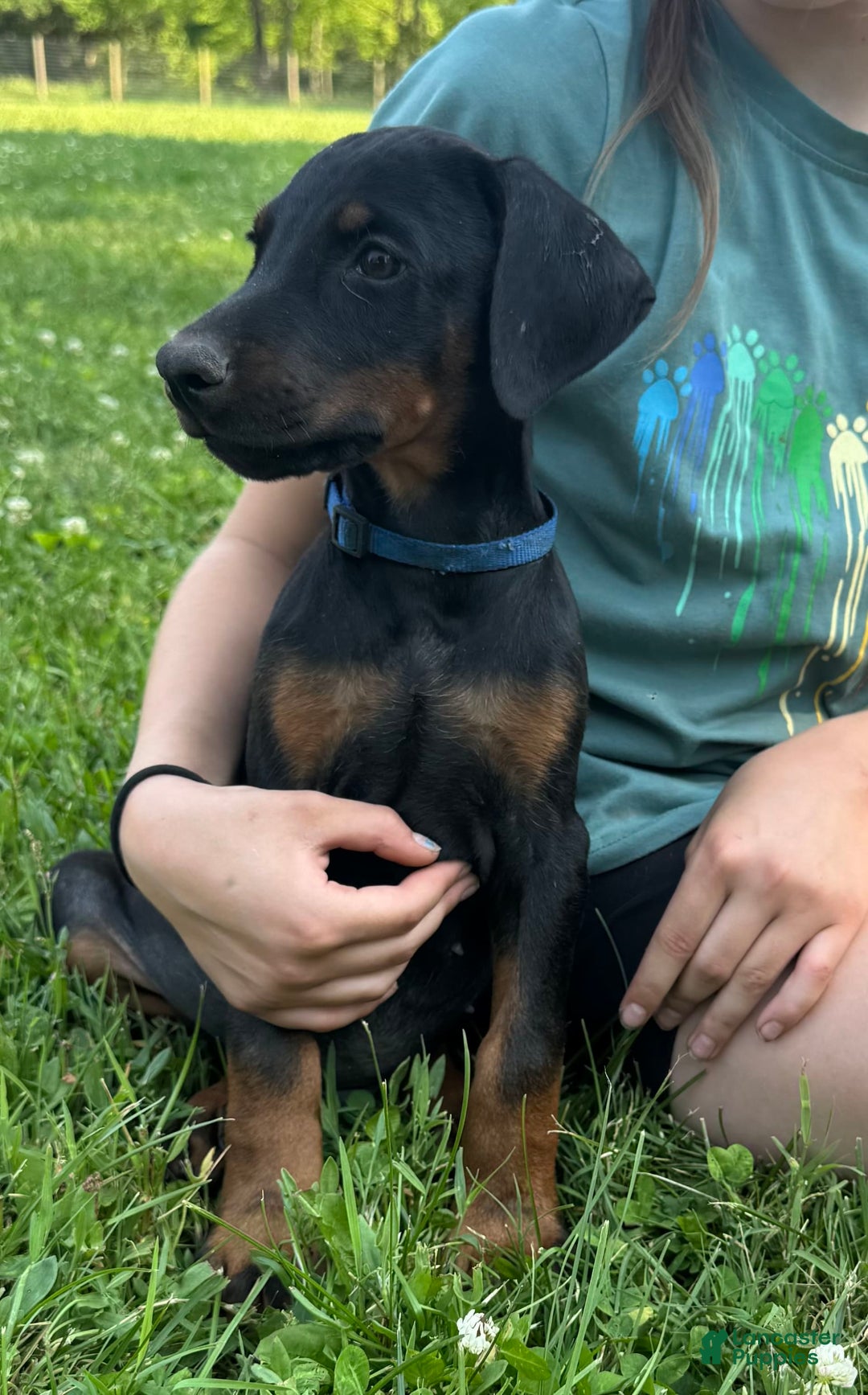 Doberman Pinscher dogs for sale: Mr. Blue - Image 2