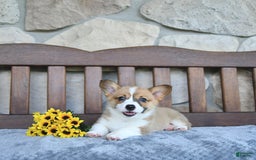 Welsh Corgi Pembroke dogs for sale: Brynnley - Image 2