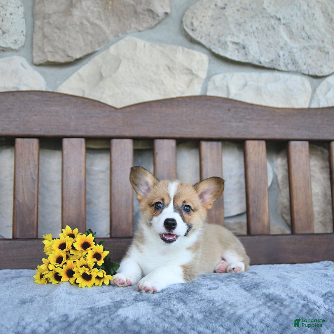 Welsh Corgi Pembroke dogs for sale: Brynnley - Image 2