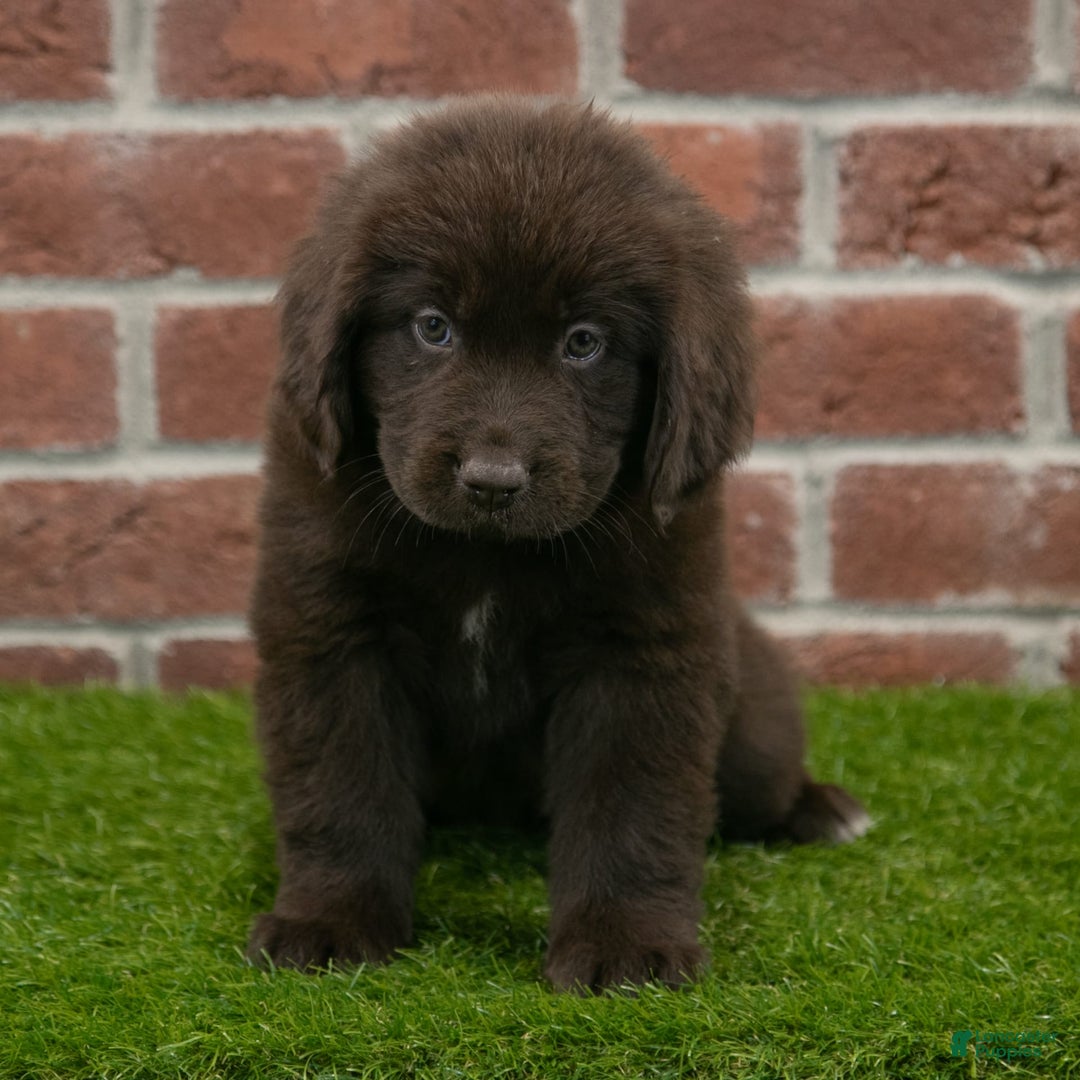 Newfoundland dogs for sale: Molly - Image 2