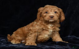 Cavapoo dogs for sale: Jackson - Image 7