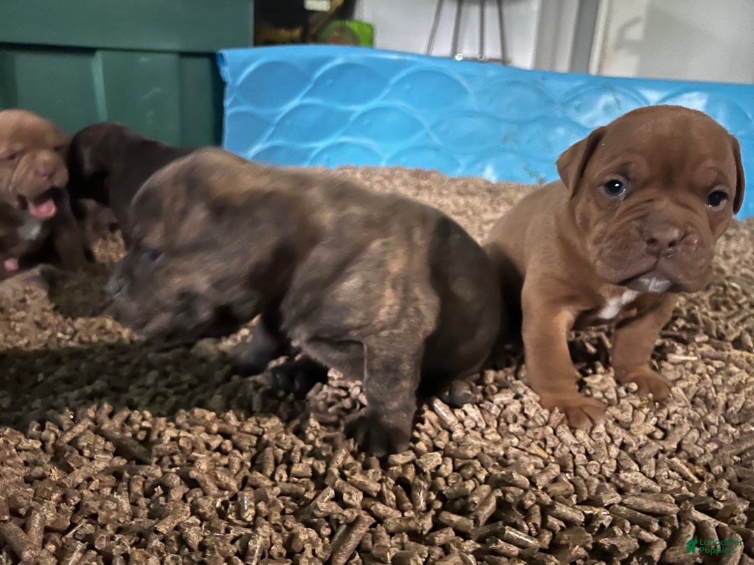 Olde English Bulldogge dogs for sale: Olde English Bulldogge 3 puppies - Image 11