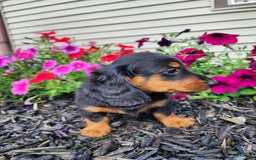 Miniature Dachshund dogs for sale: Ledger - Image 6