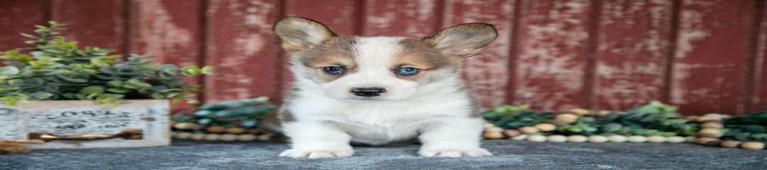 Ned