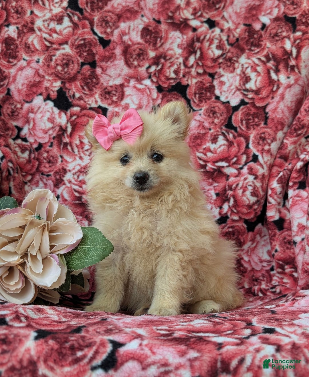 Pomeranian dogs for sale: Kelley Genetic Testing 9 lbs full grown - Image 4