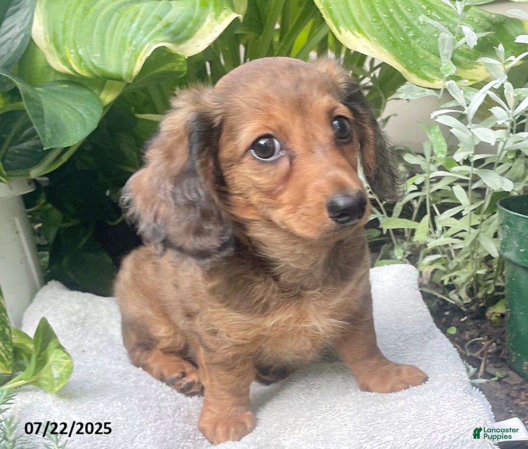 Miniature Dachshund dogs for sale: Capptain Coffee - Image 7