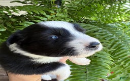 Miniature Australian Shepherd dogs for sale: Milly - Image 2