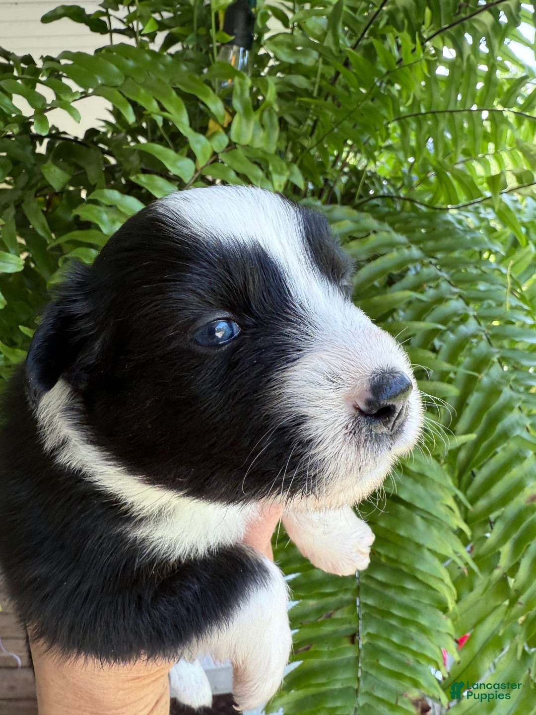 Miniature Australian Shepherd dogs for sale: Milly - Image 2