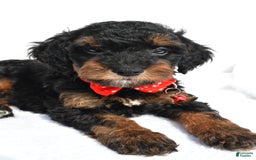 Cavapoo dogs for sale: Bubba - Image 2