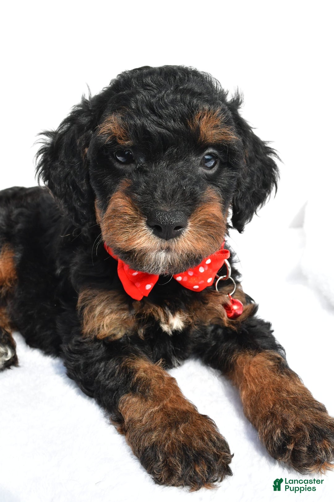 Cavapoo dogs for sale: Bubba - Image 2