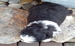 Mini Bernedoodle dogs for sale: Banjo - Image 26