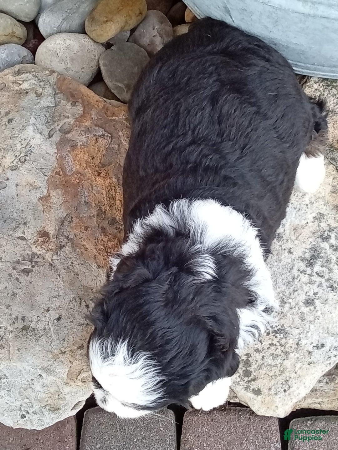 Mini Bernedoodle dogs for sale: Banjo - Image 26