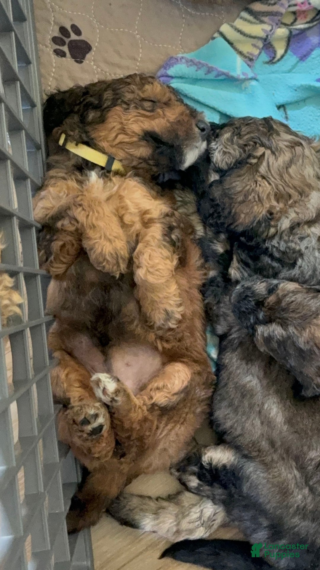Bernedoodle dogs for sale: Yellow Collar Girl - Image 7