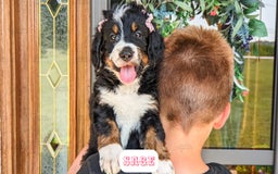 Bernedoodle dogs for sale: Sage - Image 17