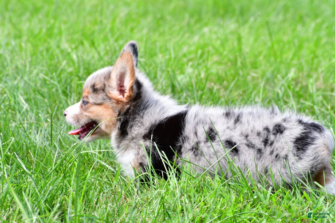 Australian Shepherd dogs for sale: Willow - Image 2