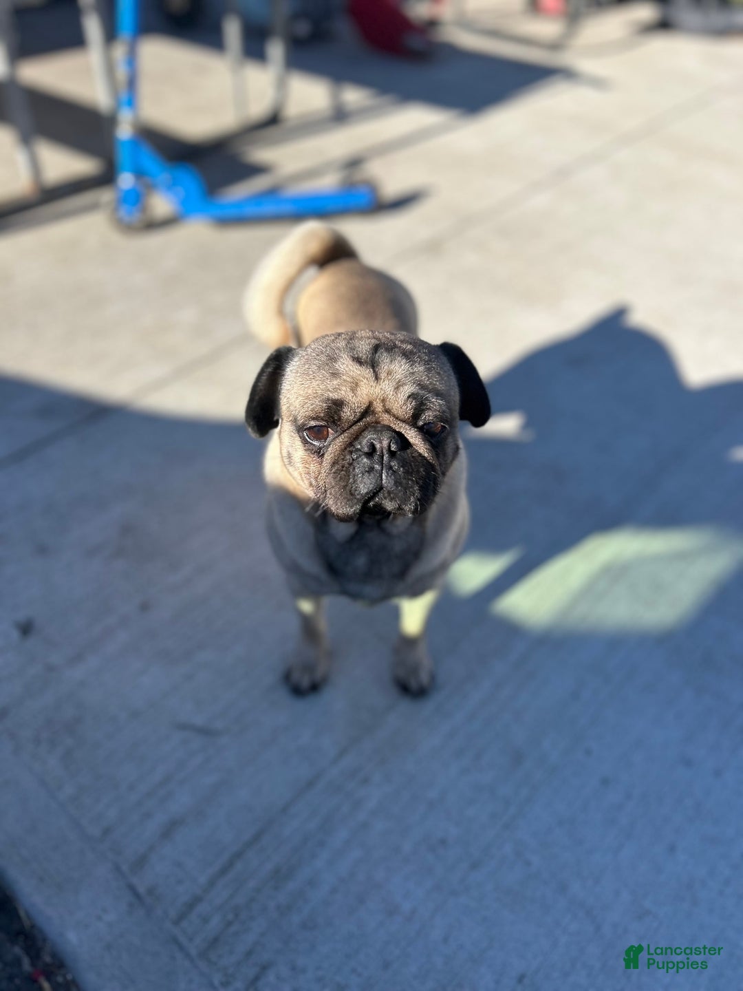 Pug dogs for sale: Mabel - Image 5