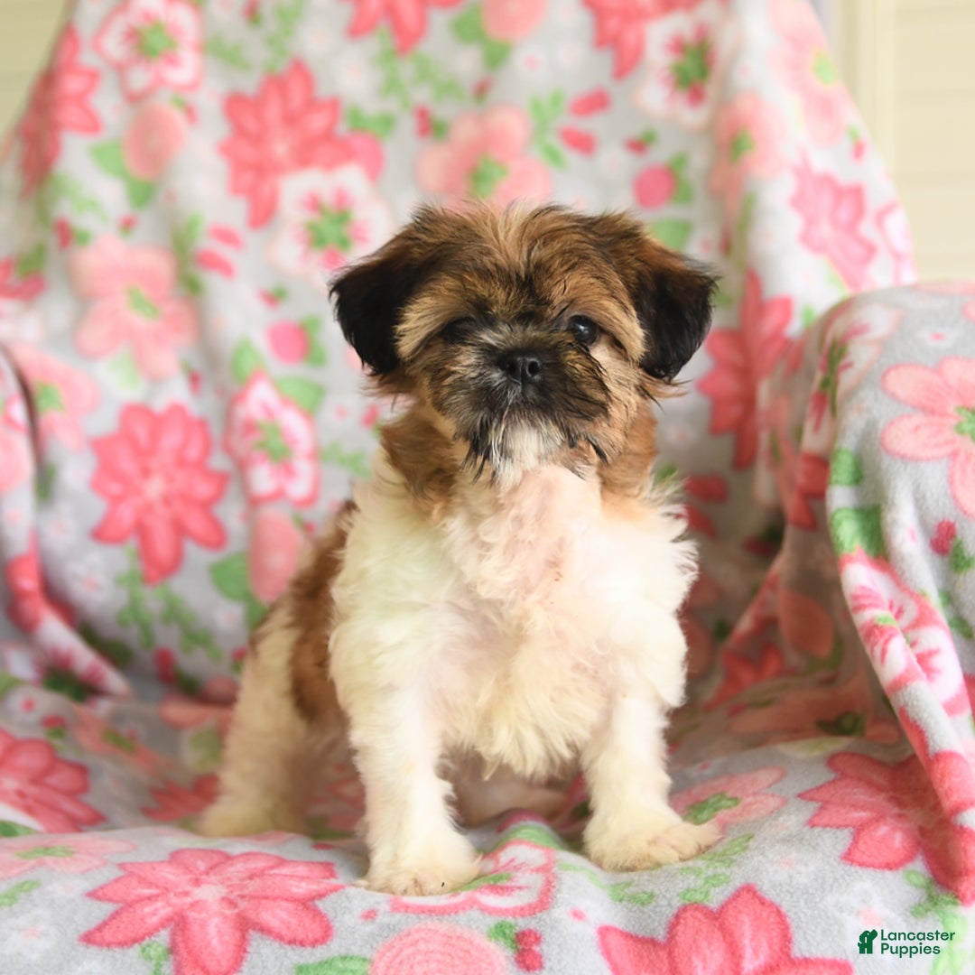 Shih Tzu dogs for sale: Scott - Image 2