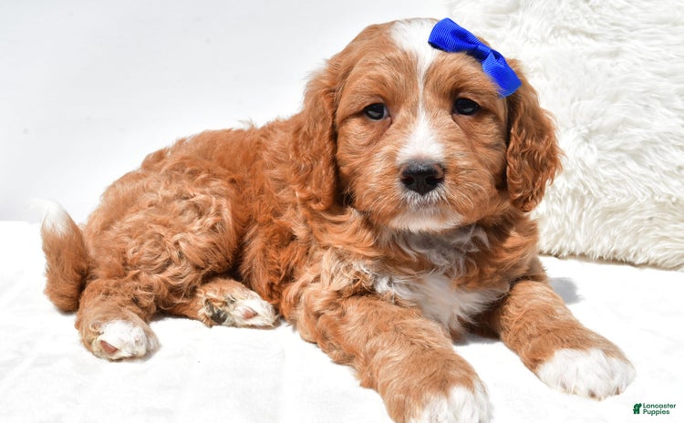 Mini Goldendoodle dogs for sale - Ad 3