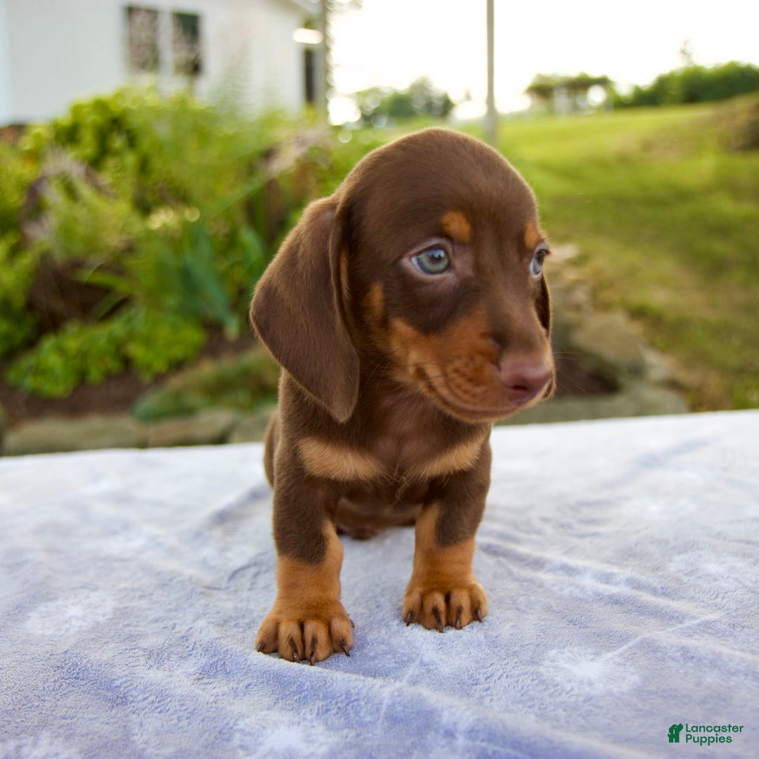 Miniature Dachshund dogs for sale: Fletcher - Image 10