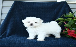 Maltese dogs for sale: Pippi - Image 3