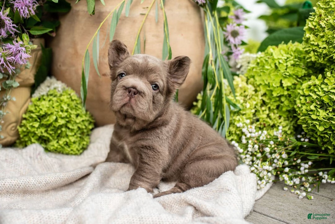 French Bulldog dogs for sale: Opal - Image 8
