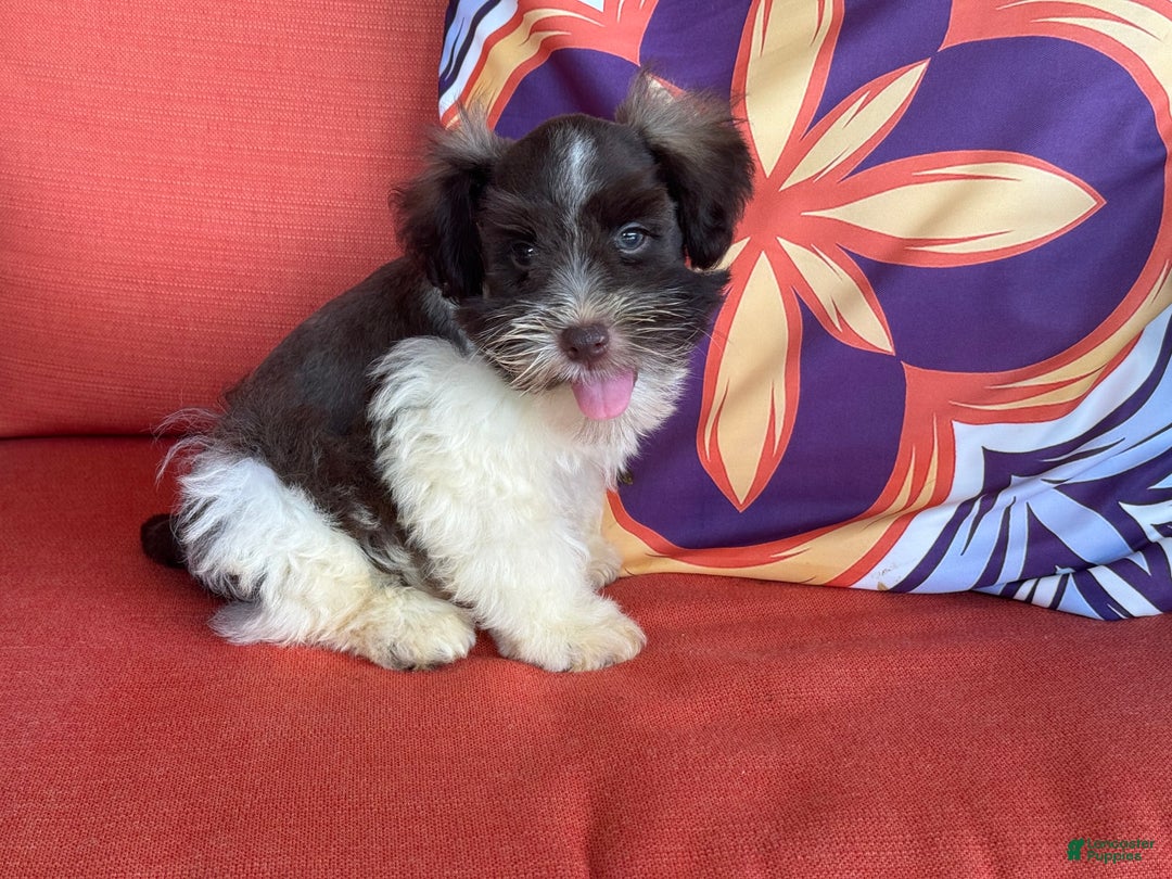 Miniature Schnauzer dogs for sale: Fancy Male 3 Akc Liver Parti - Image 10