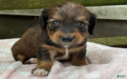 Miniature Dachshund dogs for sale: Dottie - Image 5