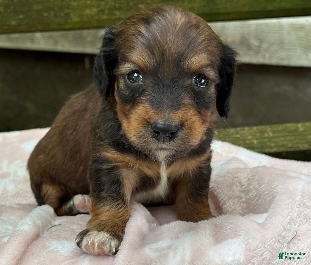 Miniature Dachshund dogs for sale: Dottie - Image 5