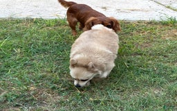 Pomeranian dogs for sale: Giovanna - Image 20