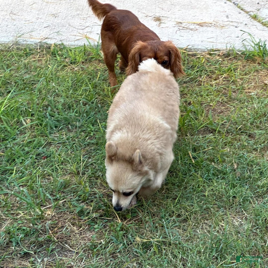 Pomeranian dogs for sale: Giovanna - Image 20