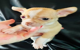 Chihuahua dogs for sale: Ginger - Blue Eyed Dual Pedigreed - Image 5