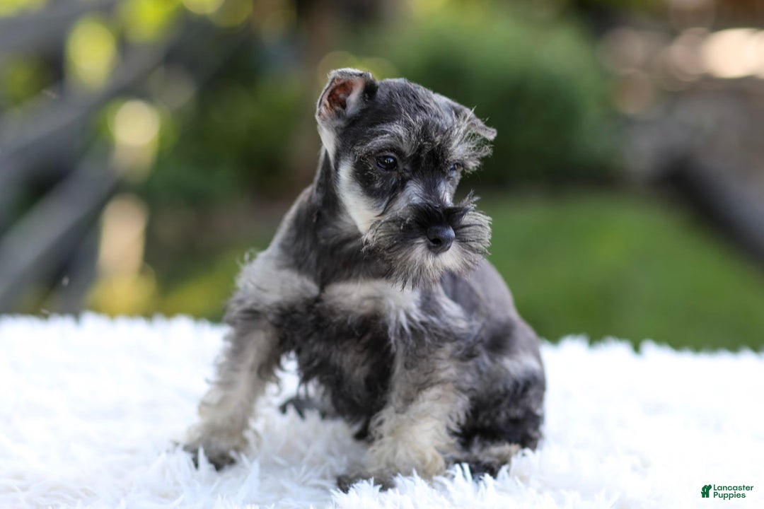 Miniature Schnauzer dogs for sale: Asher - Image 10
