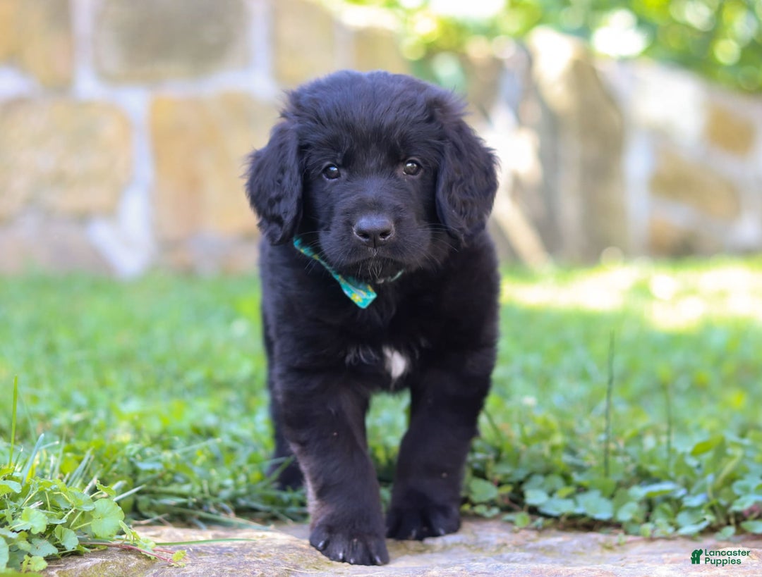 Newfoundland dogs for sale: Leo - Image 9