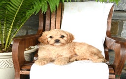 Cavapoo dogs for sale: Skye - Image 3