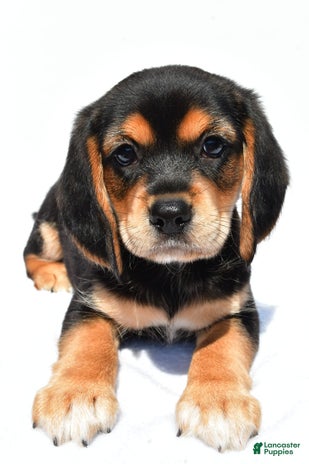 Beaglier dogs for sale - Ad 1