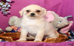 Chihuahua dogs for sale: Chip - Image 14