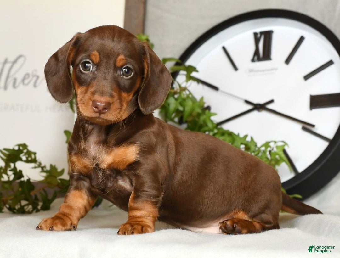Miniature Dachshund dogs for sale: Heidi - Image 8