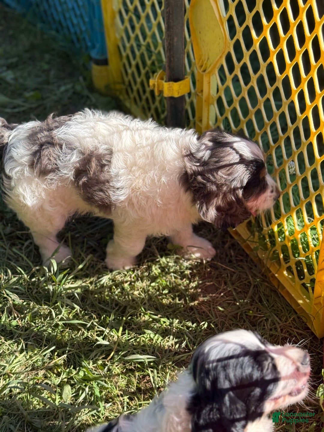 Cockapoo dogs for sale: Cockapoo 3 puppies - Image 5