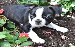 Boston Terrier dogs for sale: Boston Terrier 5 puppies - Image 6