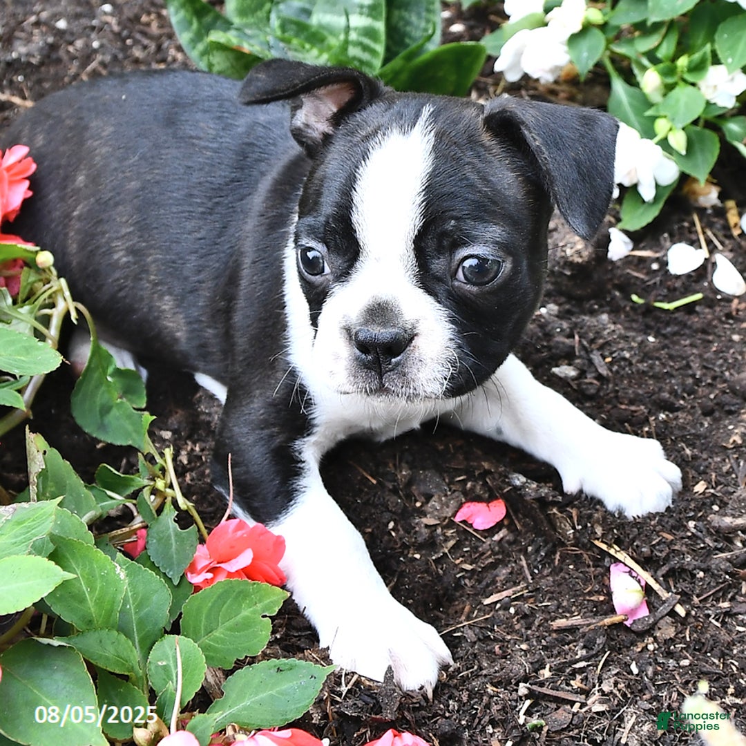 Boston Terrier dogs for sale: Boston Terrier 5 puppies - Image 6