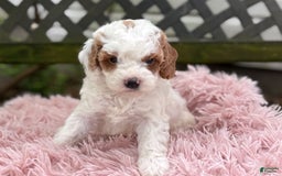 Cavapoo dogs for sale: Bianca - Image 18