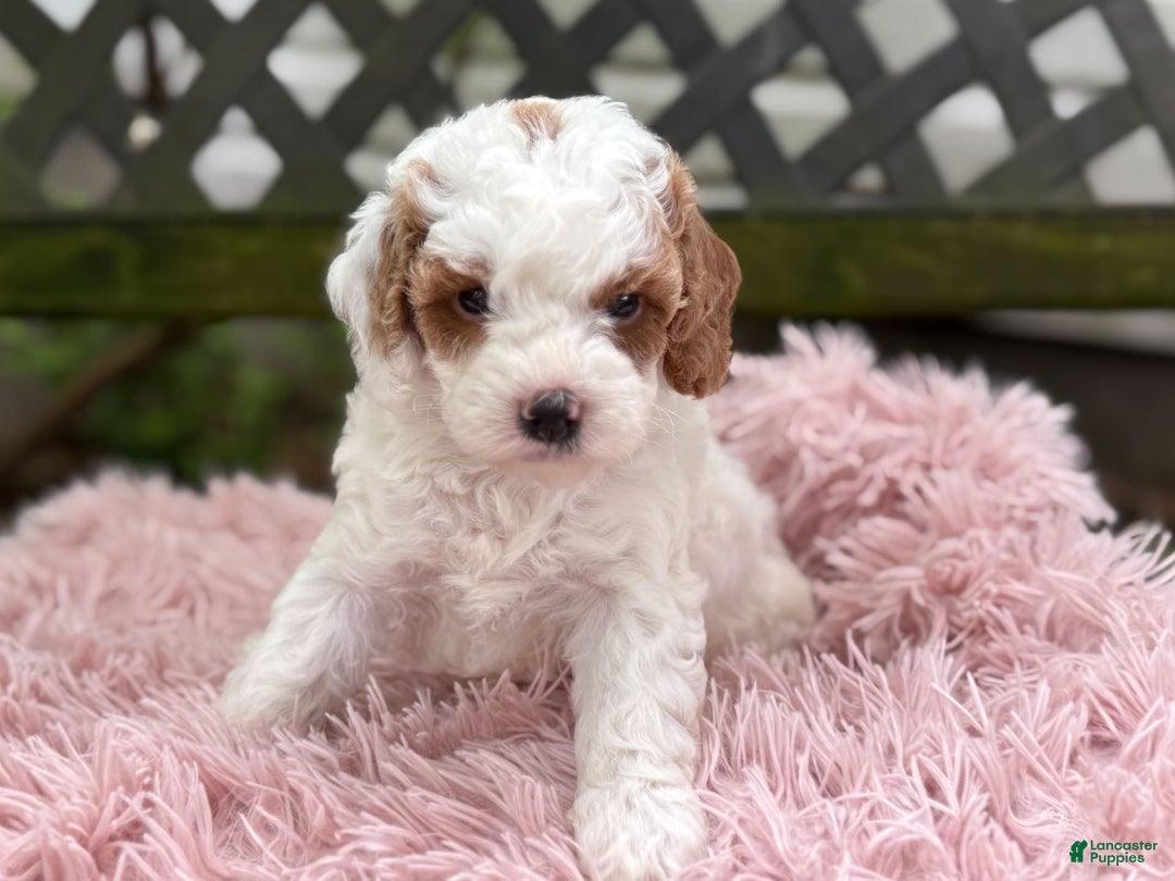 Cavapoo dogs for sale: Bianca - Image 18