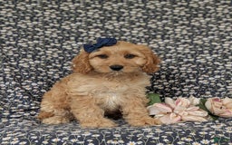 Cockapoo dogs for sale: Dorian - Image 4
