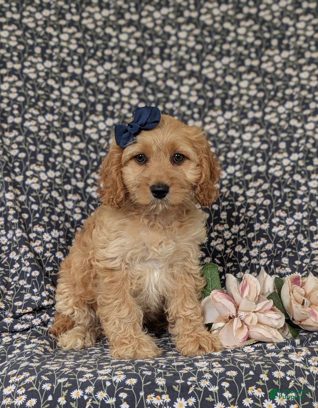 Cockapoo dogs for sale: Dorian - Image 4