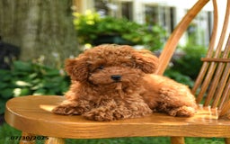 Toy Poodle dogs for sale: Fern - Image 3