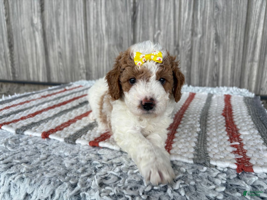 Mini Goldendoodle dogs for sale: Debbie - Image 9