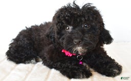 Bichpoo dogs for sale: Roxan - Image 6